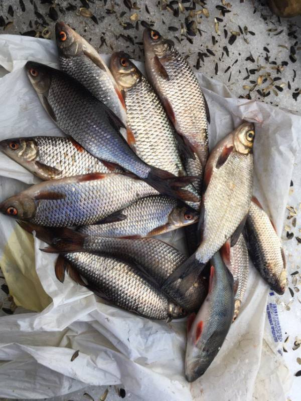 Фотоотчет по рыбе: Густера, Окунь, Плотва. Место рыбалки: Лодейнопольский район