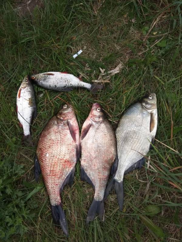 Фотоотчет по рыбе: Лещ, Плотва. Место рыбалки: Калининградская область