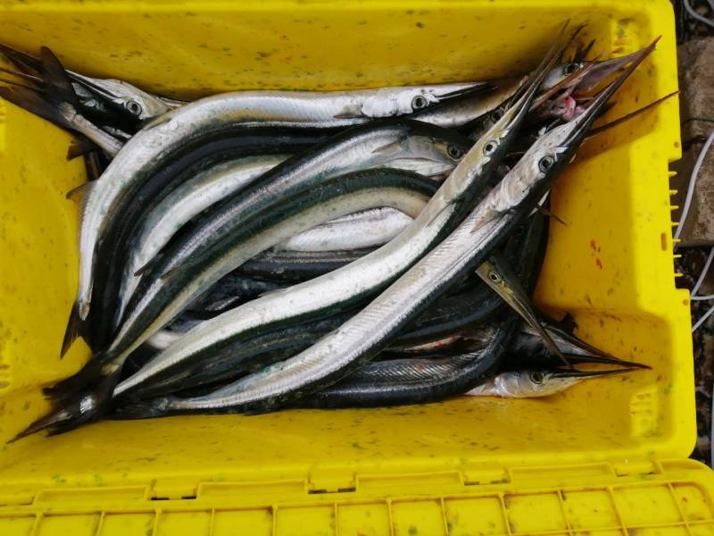 Фотоотчет по рыбе: Сарган. Место рыбалки: Россия