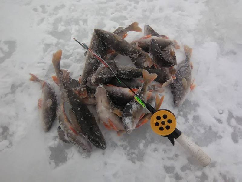 Фотоотчет по рыбе: Окунь. Место рыбалки: Кировская область