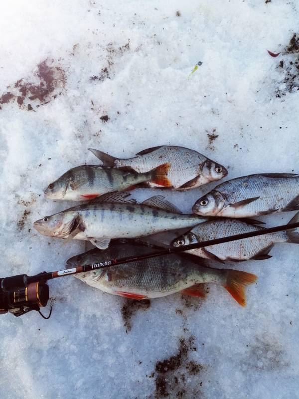 Фотоотчет по рыбе: Лещ, Окунь, Судак. Место рыбалки: Пермь (Пермский край)