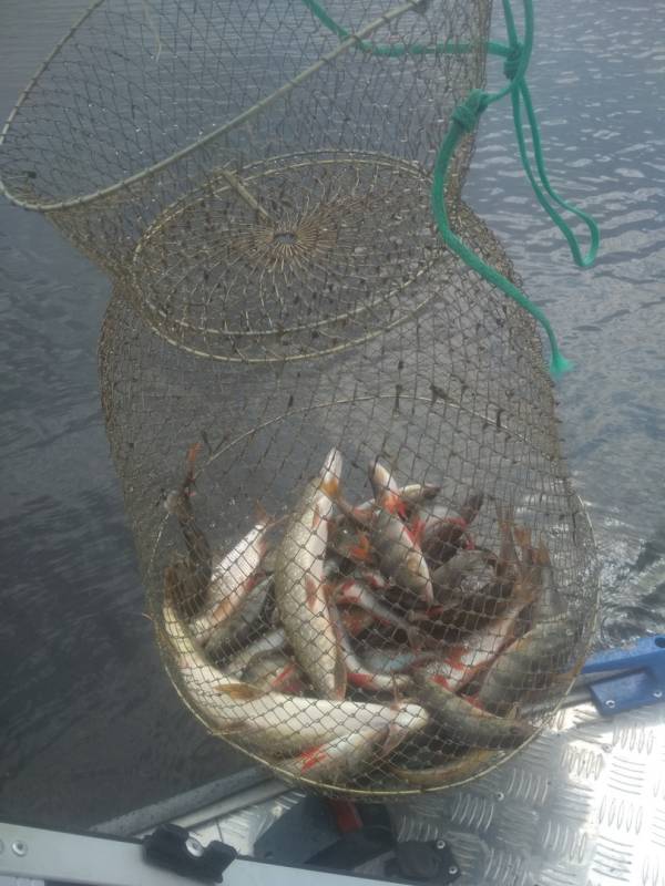 Фотоотчет по рыбе: Щука, Окунь. Место рыбалки: Тагильский пруд