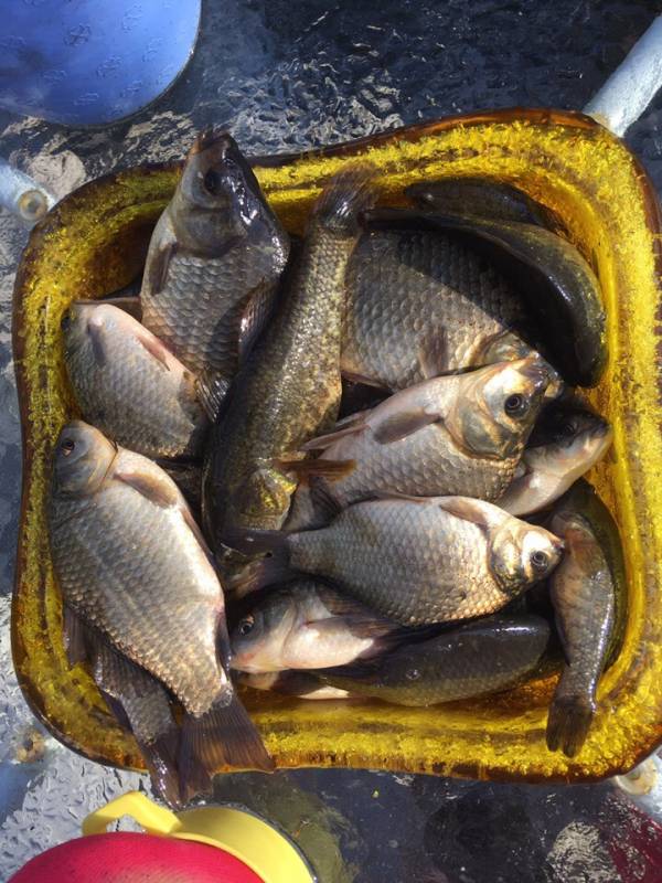 Фотоотчет по рыбе: Карась, Ротан. Место рыбалки: Свердловская область