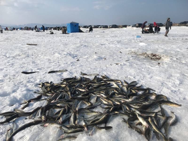 Фотоотчет по рыбе: Навага. Место рыбалки: Россия