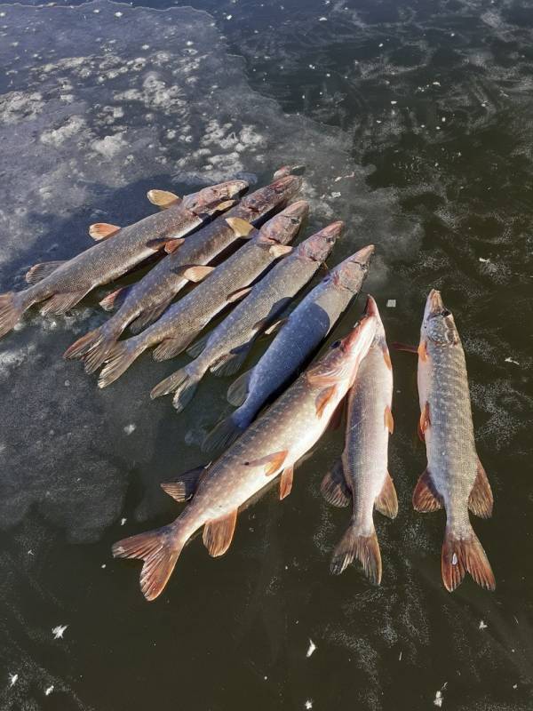 Фотоотчет по рыбе: Щука. Место рыбалки: Волгоградская область