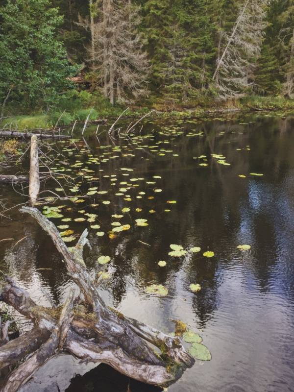 Фотоотчет с рыбалки. Место: Лахденпохья