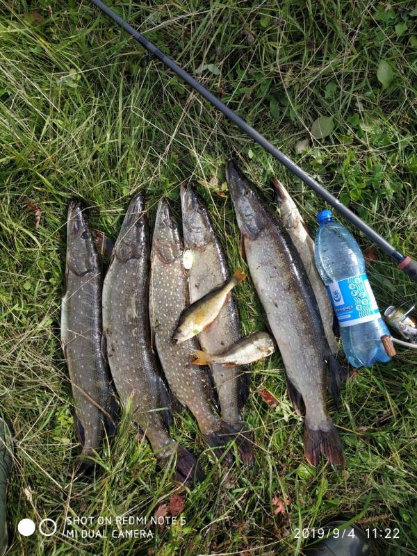 Фотоотчет по рыбе: Щука, Окунь. Место рыбалки: Алтайский край