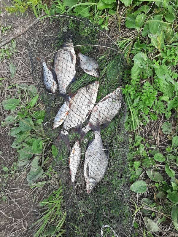 Фотоотчет по рыбе: Лещ, Плотва. Место рыбалки: Вологодская область