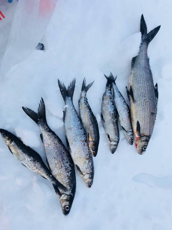 Фотоотчет с рыбалки. Место: озеро Ковдозеро