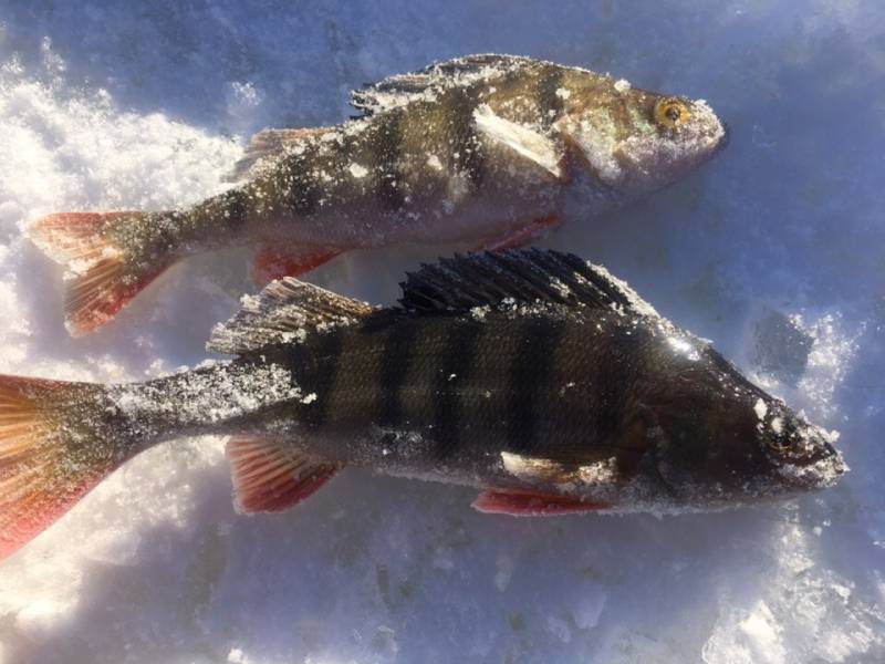 Фотоотчет с рыбалки. Место: Верхнетуломское водохранилище