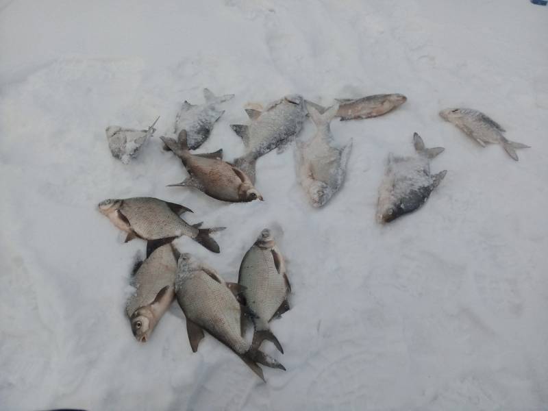 Фотоотчет по рыбе: Лещ. Место рыбалки: Пензенская область