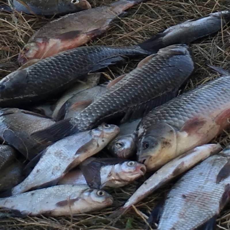 Фотоотчет по рыбе: Густера, Карась. Место рыбалки: Карачаево-Черкесская Республика