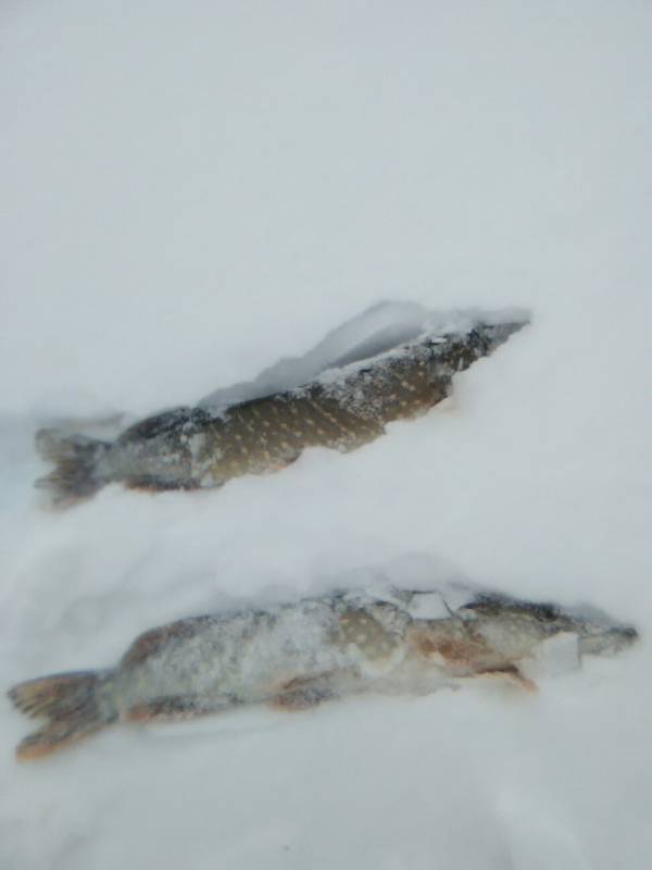 Фотоотчет по рыбе: Щука. Место рыбалки: Пензенская область