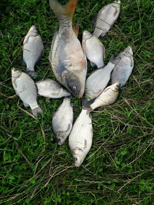 Фотоотчет по рыбе: Карп, Карась. Место рыбалки: Старооскольское водохранилище
