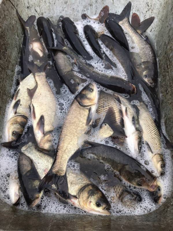 Фотоотчет по рыбе: Амур Белый, Толстолоб. Место рыбалки: Нижегородская область