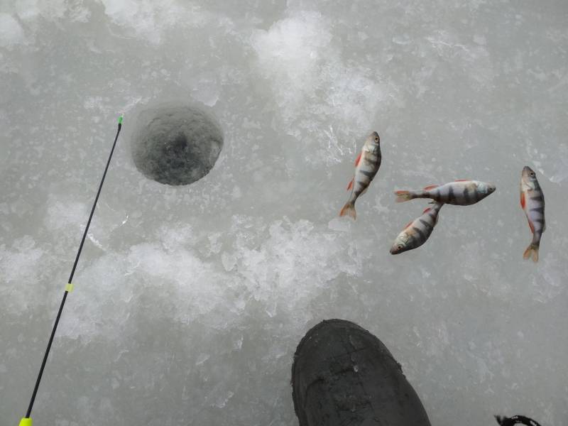 Фотоотчет с рыбалки. Место: Старооскольское водохранилище