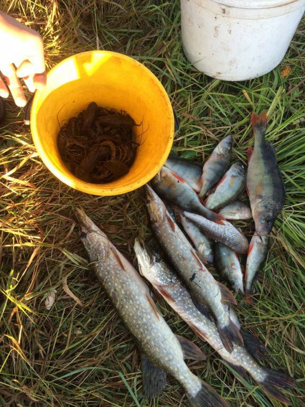 Фотоотчет по рыбе: Щука, Окунь, Рак. Место рыбалки: Тамбовская область