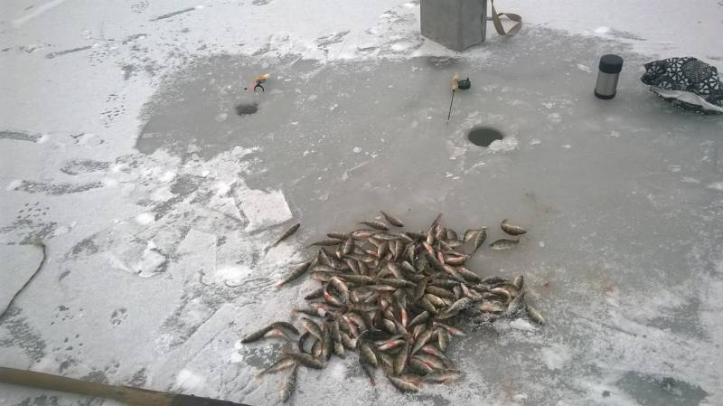 Фотоотчет по рыбе: Окунь. Место рыбалки: Тамбовская область