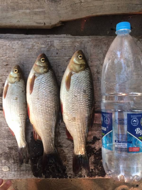 Фотоотчет с рыбалки. Место: Самарская область