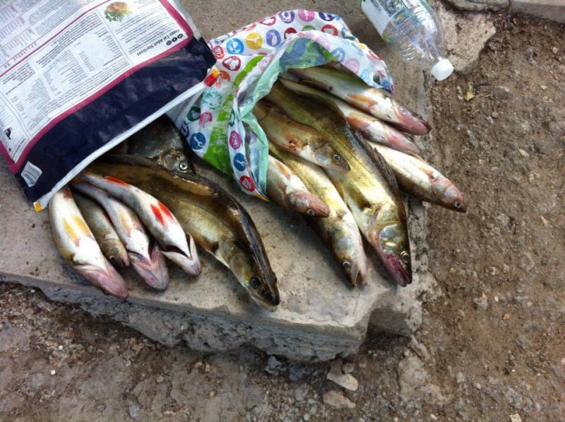 Фотоотчет по рыбе: Судак. Место рыбалки: Самарская область