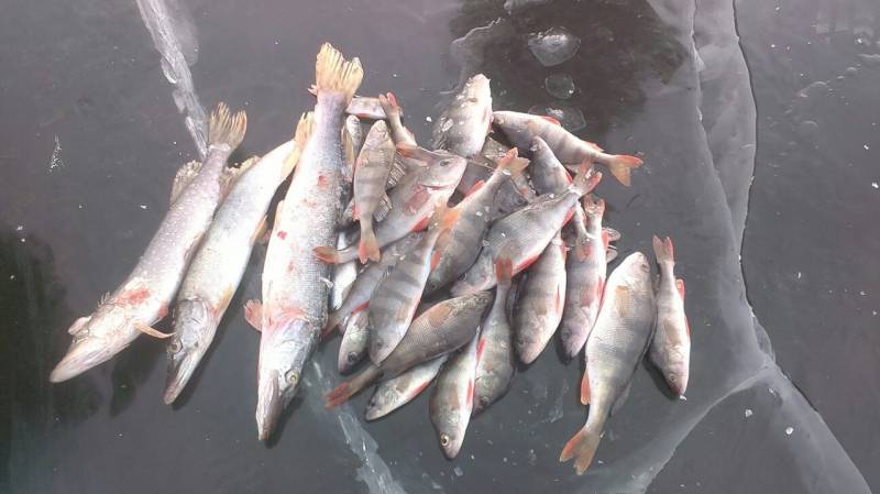 Фотоотчет по рыбе: Щука, Окунь. Место рыбалки: Красноярский район (Самарская обл)