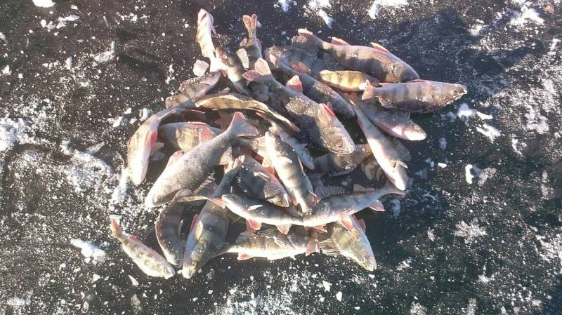 Фотоотчет по рыбе: Окунь. Место рыбалки: Красноярский район (Самарская обл)