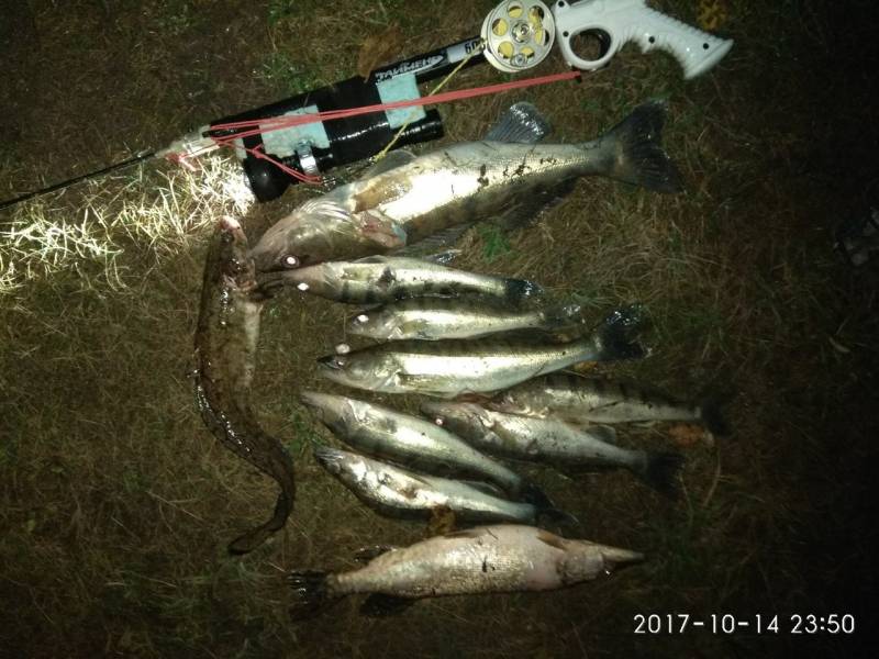 Фотоотчет по рыбе: Щука, Налим, Судак. Место рыбалки: Нижегородская область
