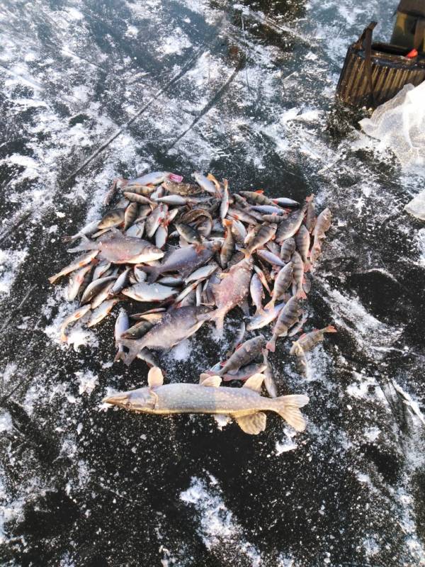 Фотоотчет по рыбе: Щука, Лещ, Окунь. Место рыбалки: Рязанская область