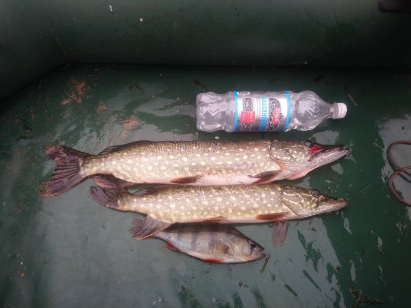Фотоотчет по рыбе: Щука, Окунь. Место рыбалки: Нижегородская область