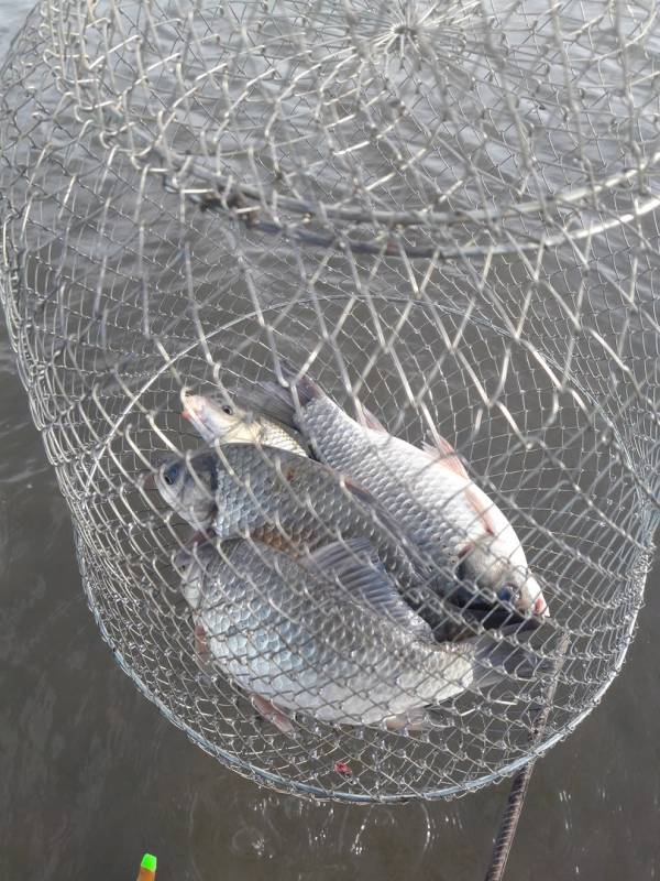 Фотоотчет по рыбе: Карась. Место рыбалки: Красноярское водохранилище