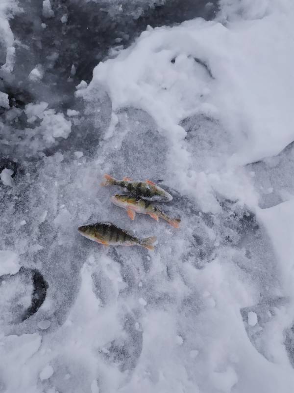 Фотоотчет по рыбе: Окунь. Место рыбалки: Красноярское водохранилище
