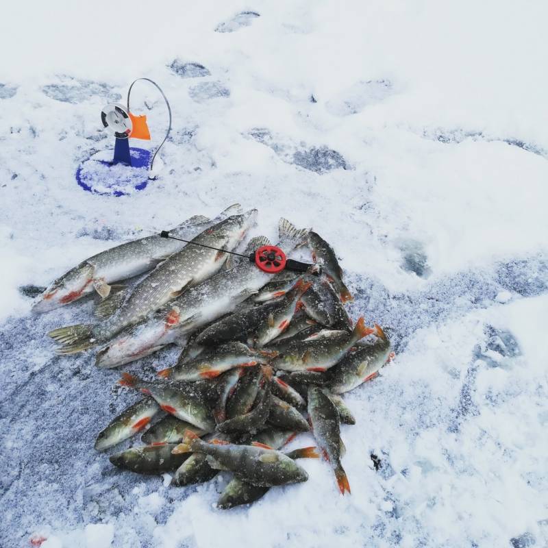 Фотоотчет с рыбалки. Место: Костромская область