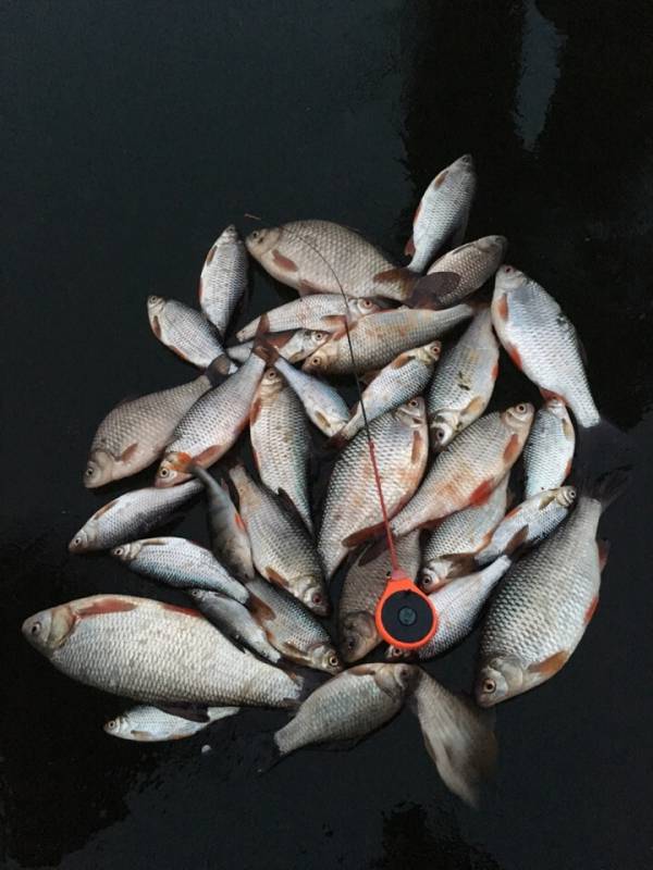 Фотоотчет по рыбе: Язь, Карась, Окунь, Плотва. Место рыбалки: Московская область