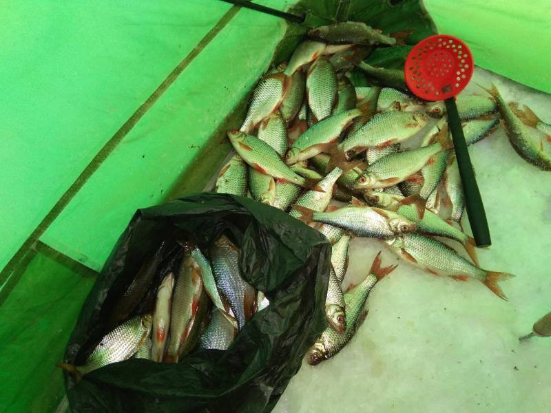 Фотоотчет по рыбе: Плотва. Место рыбалки: Оренбургская область