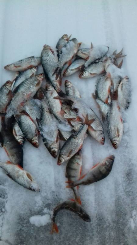 Фотоотчет по рыбе: Окунь, Плотва. Место рыбалки: Тверская область