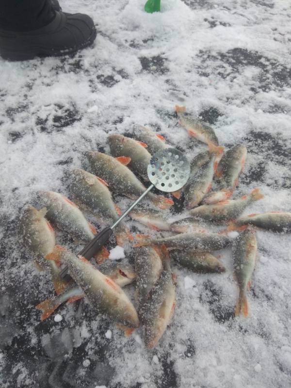 Фотоотчет по рыбе: Окунь. Место рыбалки: Республика Башкортостан