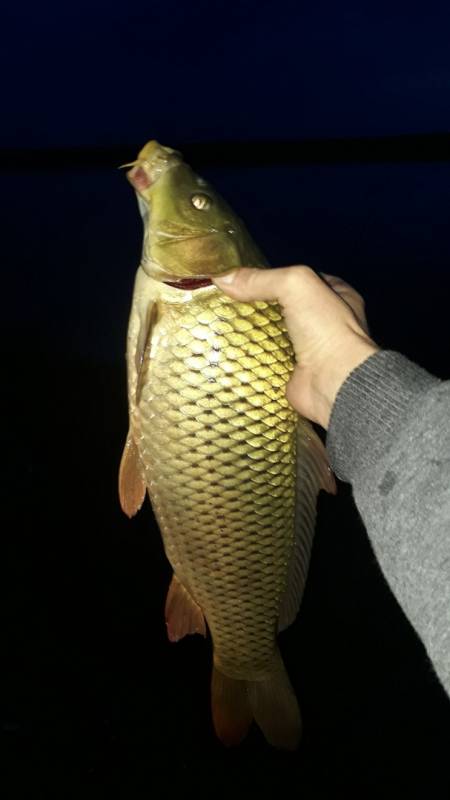 Фотоотчет по рыбе: Карп. Место рыбалки: Республика Хакасия
