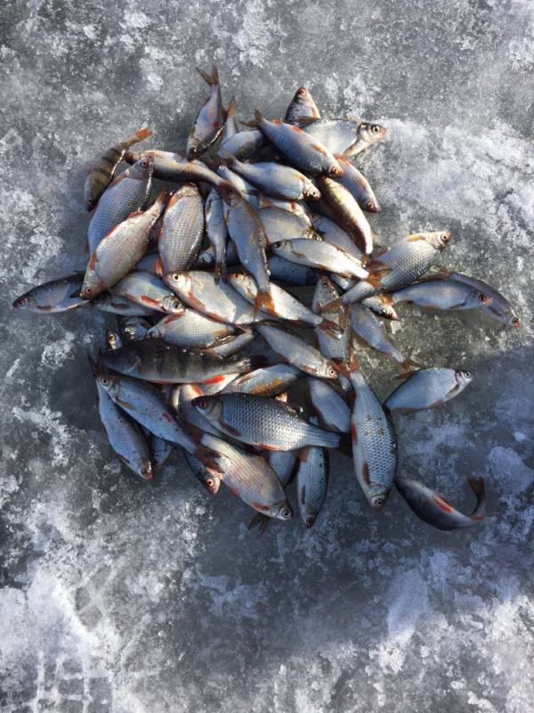 Фотоотчет по рыбе: Густера, Лещ, Окунь, Подуст. Место рыбалки: Россия