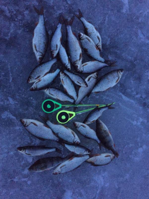 Фотоотчет по рыбе: Окунь, Плотва. Место рыбалки: Рыбинское водохранилище