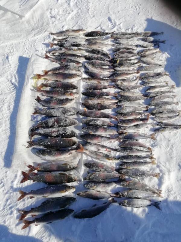 Фотоотчет по рыбе: Хариус. Место рыбалки: озеро Байкал