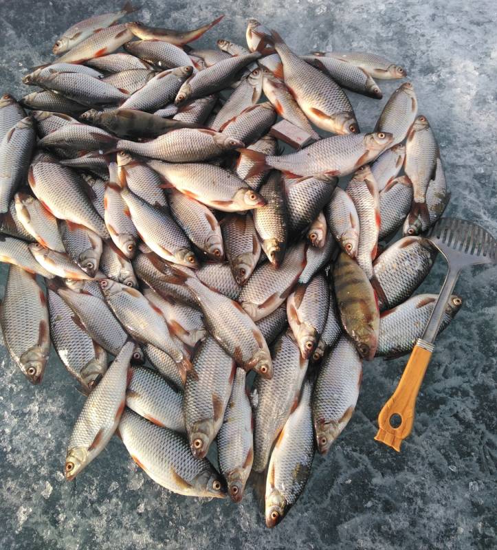 Фотоотчет по рыбе: Окунь, Плотва. Место рыбалки: Гусиное озеро (Респ. Бурятия)