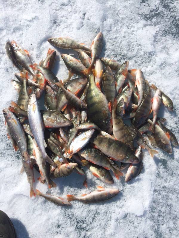 Фотоотчет по рыбе: Окунь, Сиг. Место рыбалки: озеро Байкал