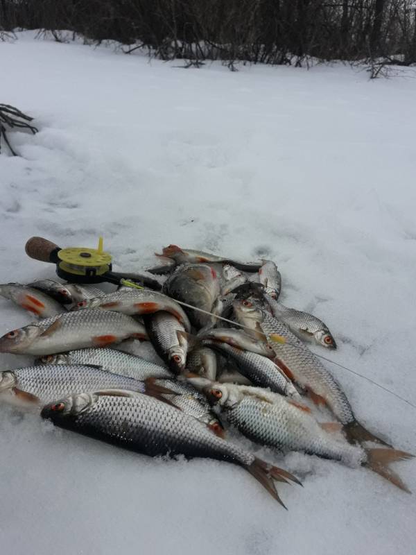 Фотоотчет по рыбе: Окунь, Плотва. Место рыбалки: Пензенская область