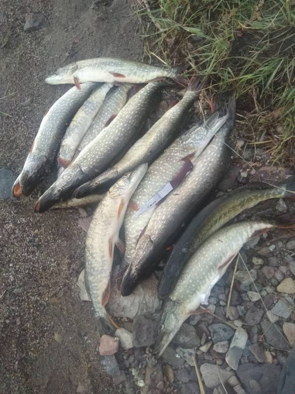 Фотоотчет по рыбе: Щука. Место рыбалки: Республика Бурятия
