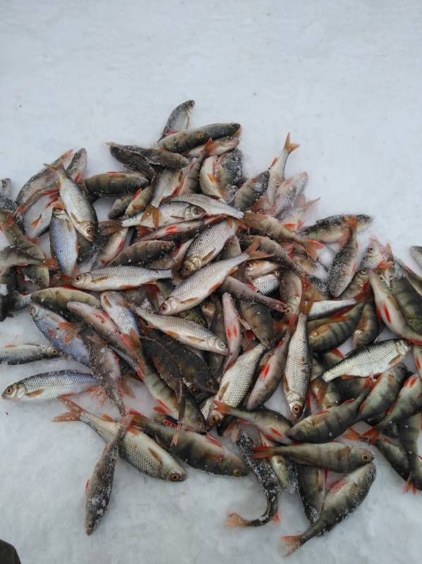 Фотоотчет по рыбе: Окунь, Плотва. Место рыбалки: озеро Байкал