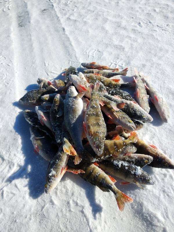 Фотоотчет по рыбе: Окунь, Плотва. Место рыбалки: Республика Бурятия