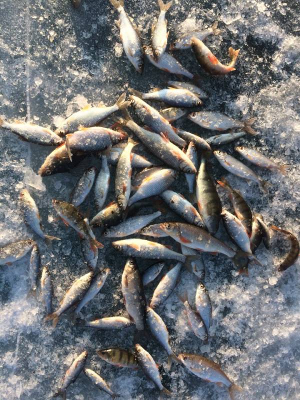 Фотоотчет по рыбе: Окунь, Плотва, Сиг. Место рыбалки: Республика Бурятия