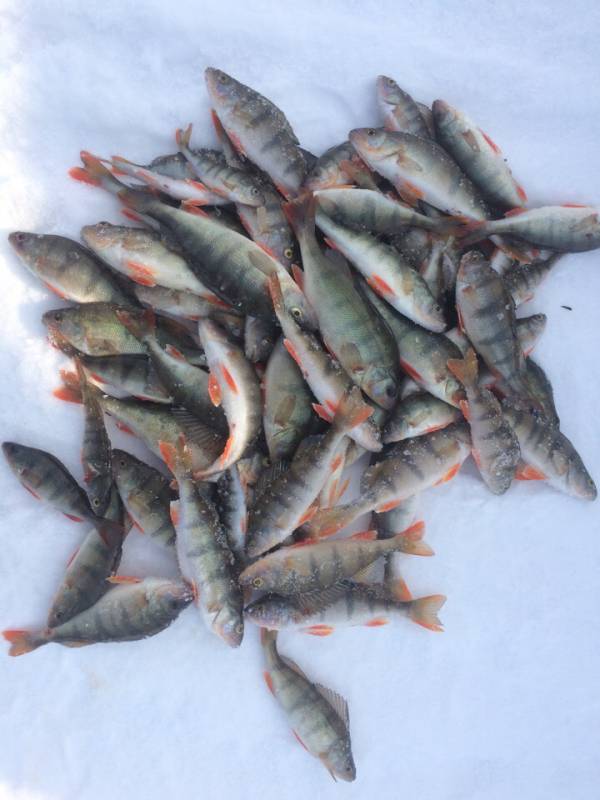 Фотоотчет по рыбе: Окунь. Место рыбалки: Республика Бурятия