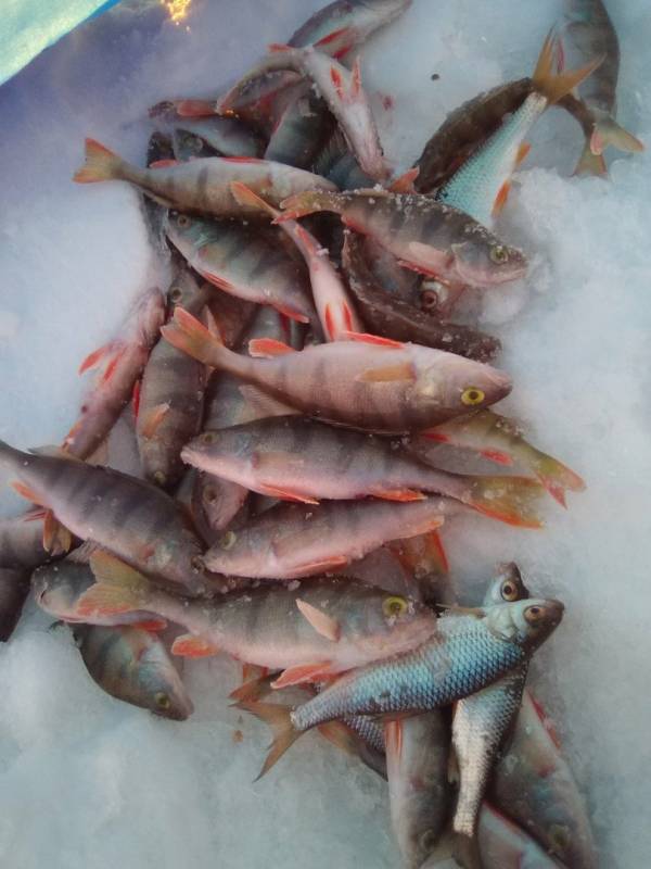 Фотоотчет по рыбе: Окунь, Плотва. Место рыбалки: Улан-Удэ (Респ. Бурятия)