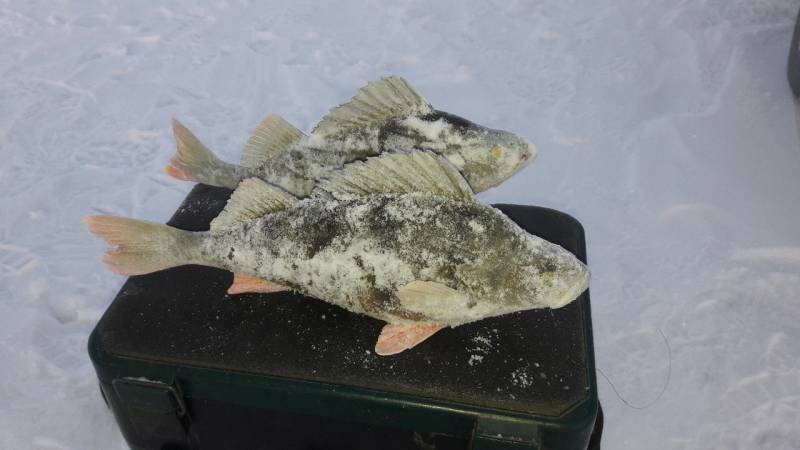 Фотоотчет по рыбе: Нельма. Место рыбалки: Республика Бурятия